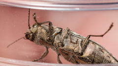 Spectralia gracilipes