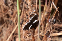 Buzara frontinus