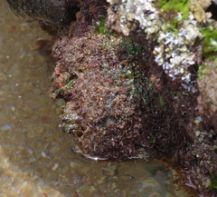 Pyura stolonifera