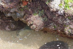 Pyura stolonifera