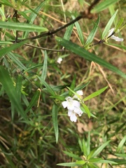 Westringia blakeana