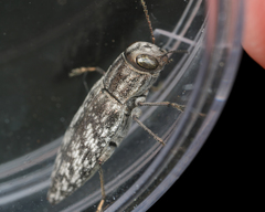Spectralia gracilipes