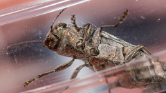 Spectralia gracilipes