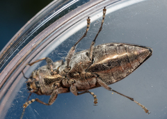 Spectralia gracilipes
