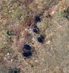 Eudistoma caeruleum