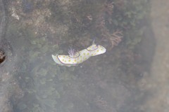 Goniobranchus annulatus