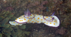 Goniobranchus annulatus