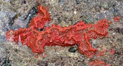 Hymeniacidon perlevis