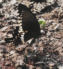 Papilio polytes