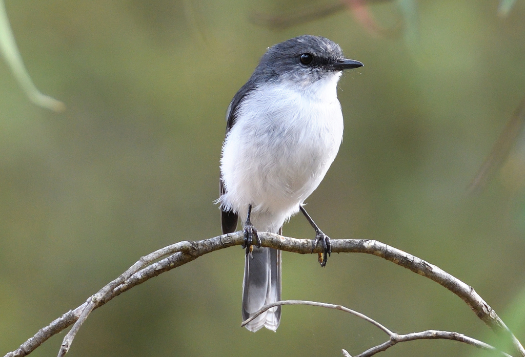 White-Breasted Robin