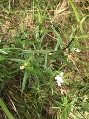 Westringia blakeana