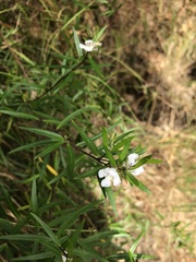 Westringia blakeana