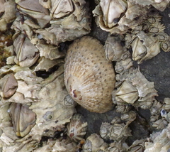 Scutellastra granularis