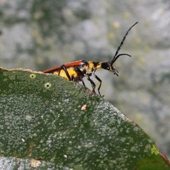 Chauliognathus atricornis