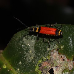 Chauliognathus atricornis