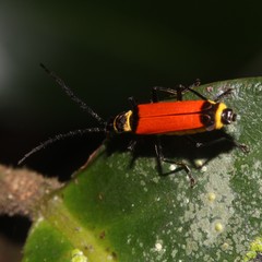 Chauliognathus atricornis