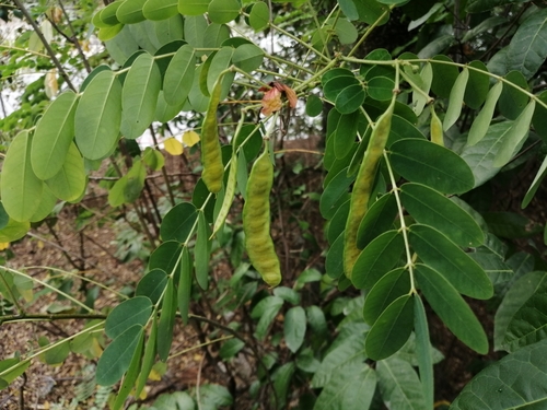 Albizia lebbeck