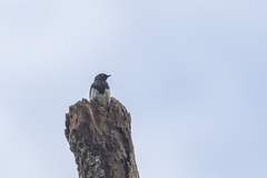 Arizelopsar femoralis