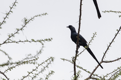 Onychognathus salvadorii