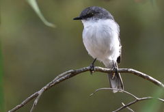 Eopsaltria georgiana