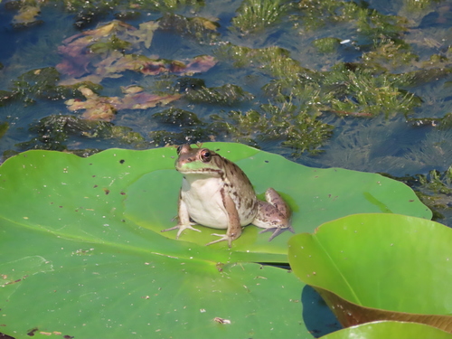 Green Frog photographed in Wisconsin