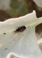 Microrhopala rubrolineata