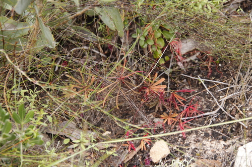 Oorlogskloof Sorrel (Oxalis saltusbelli)