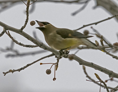 Bombycilla cedrorum