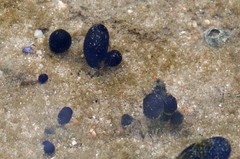 Eudistoma caeruleum