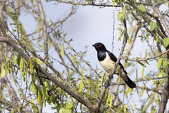 Speculipastor bicolor