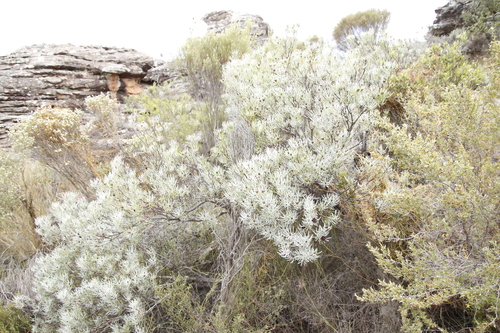Image of Leucadendron meyerianum by (c) Tony Rebelo, some rights reserved (CC BY-SA)