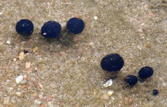 Eudistoma caeruleum