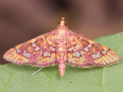 Ischnurges gratiosalis