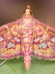 Ischnurges gratiosalis