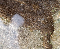 Anomastraea irregularis