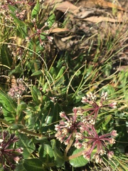 Xysmalobium parviflorum