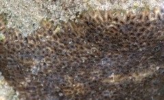 Anomastraea irregularis