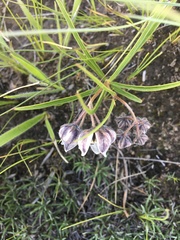 Asclepias cultriformis