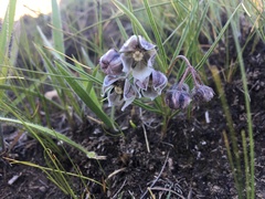 Asclepias cultriformis