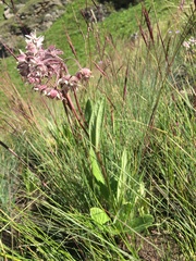 Asclepias humilis