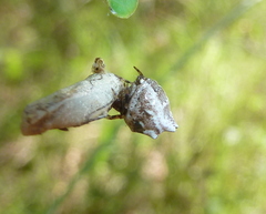 Phoroncidia sextuberculata