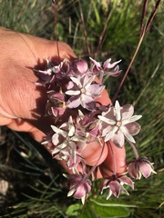 Asclepias humilis