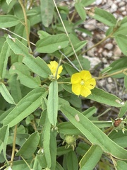Melhania prostrata