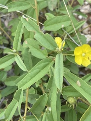 Melhania prostrata