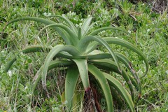 Aloe thraskii