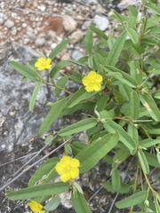Melhania prostrata