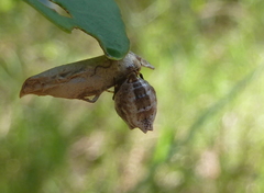 Phoroncidia sextuberculata