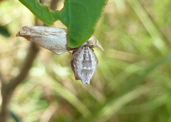 Phoroncidia sextuberculata