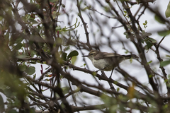 Anthreptes orientalis