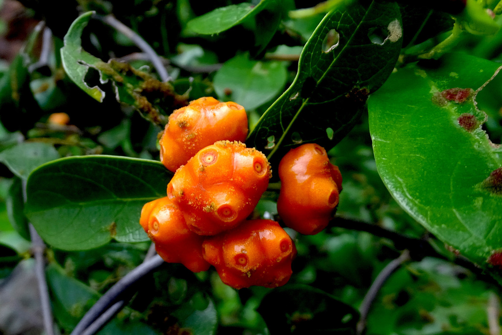 Little-leaved Indian-mulberry